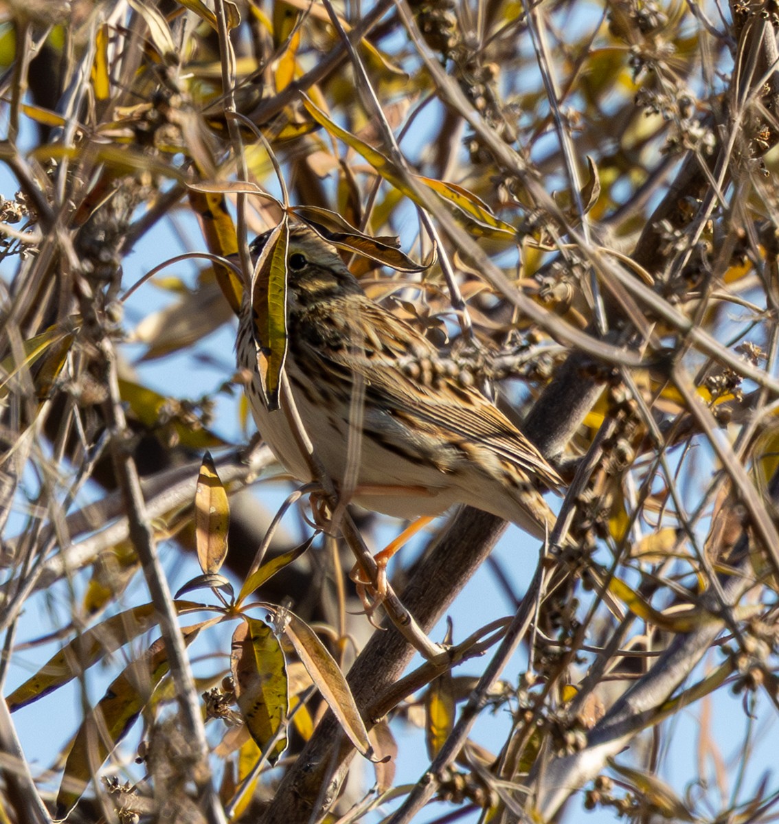 Savannah Sparrow - ML647213499