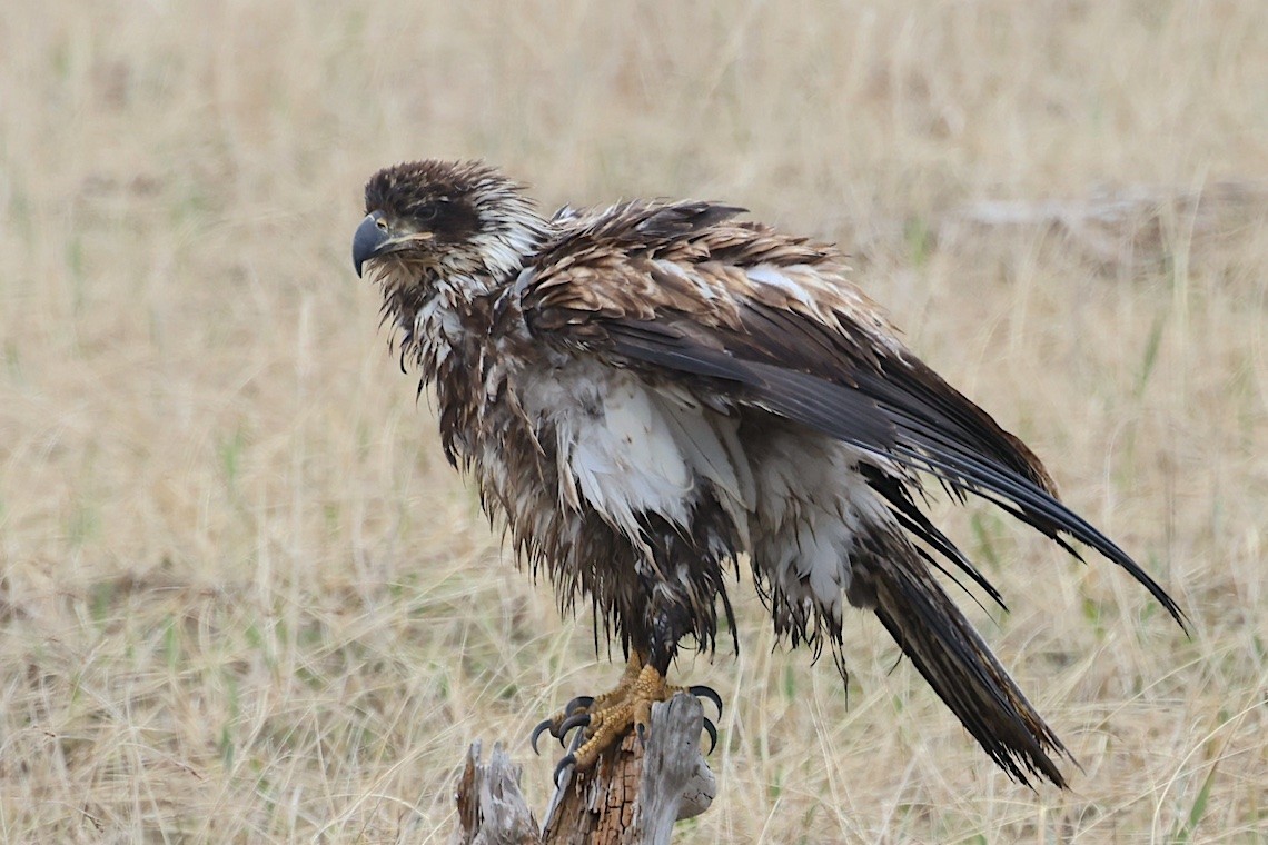 Pygargue à tête blanche - ML647213505