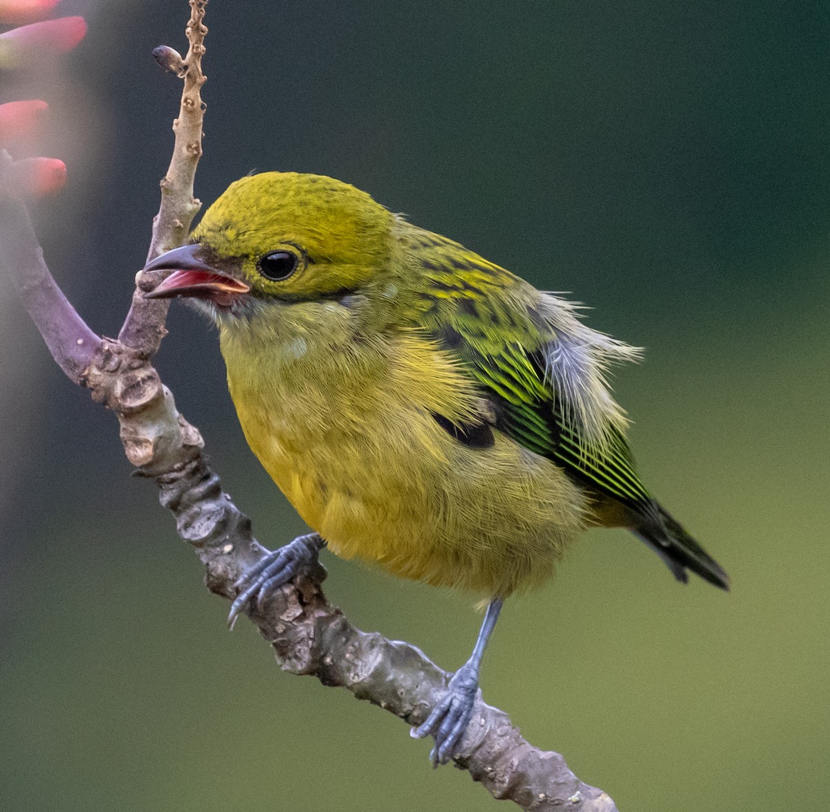 Silver-throated Tanager - ML647213506