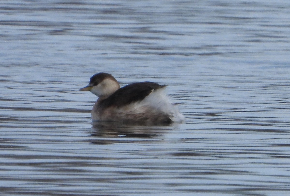 Little Grebe - ML647213507