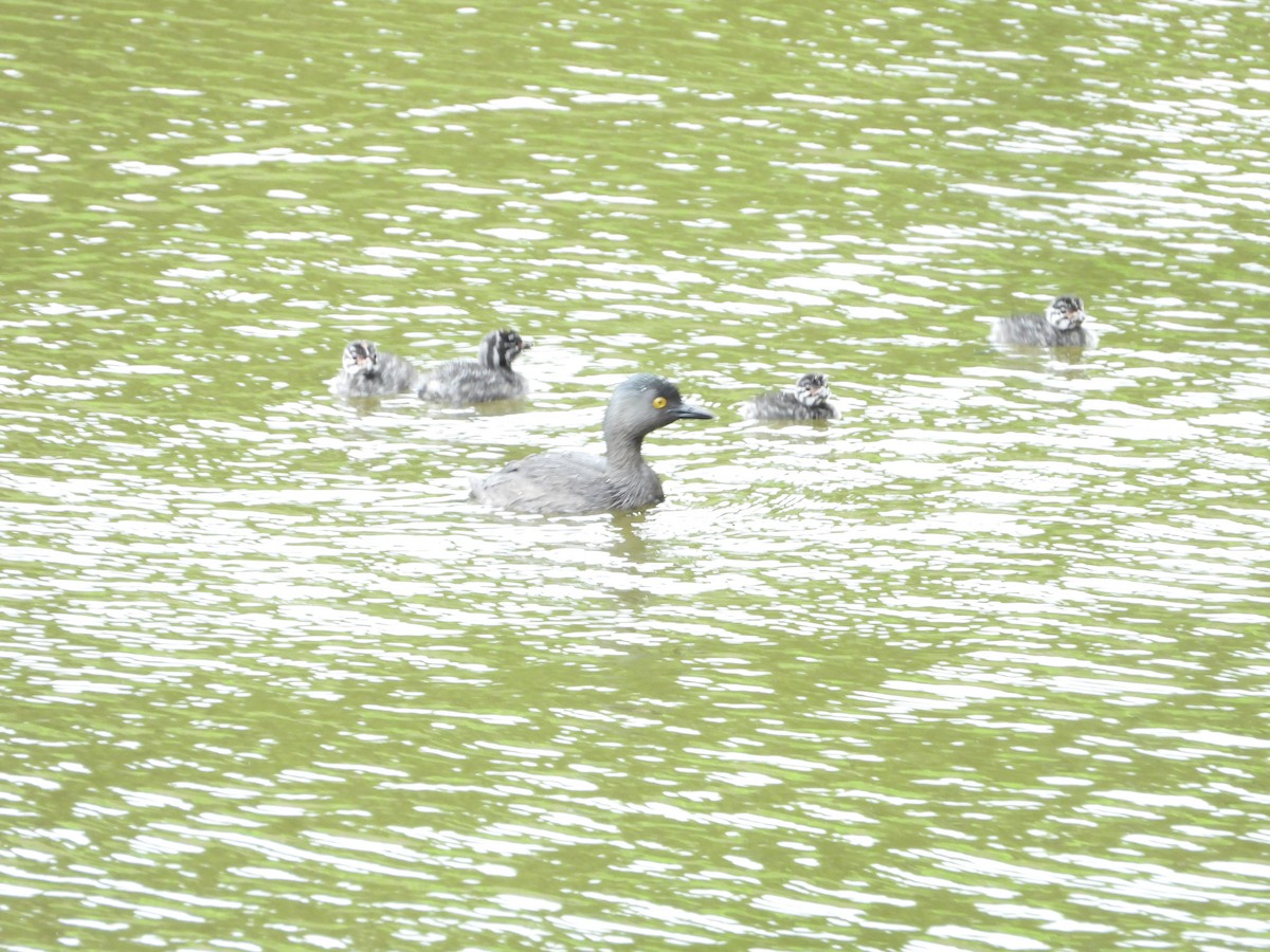 Least Grebe - ML647213508