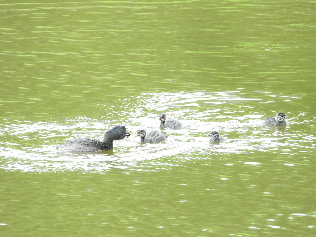 Least Grebe - ML647213509