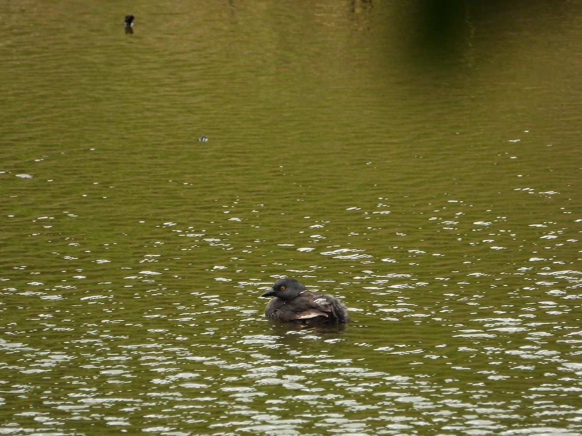 Least Grebe - ML647213512