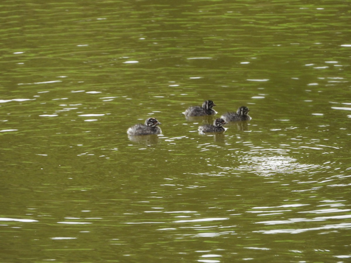 Least Grebe - ML647213513