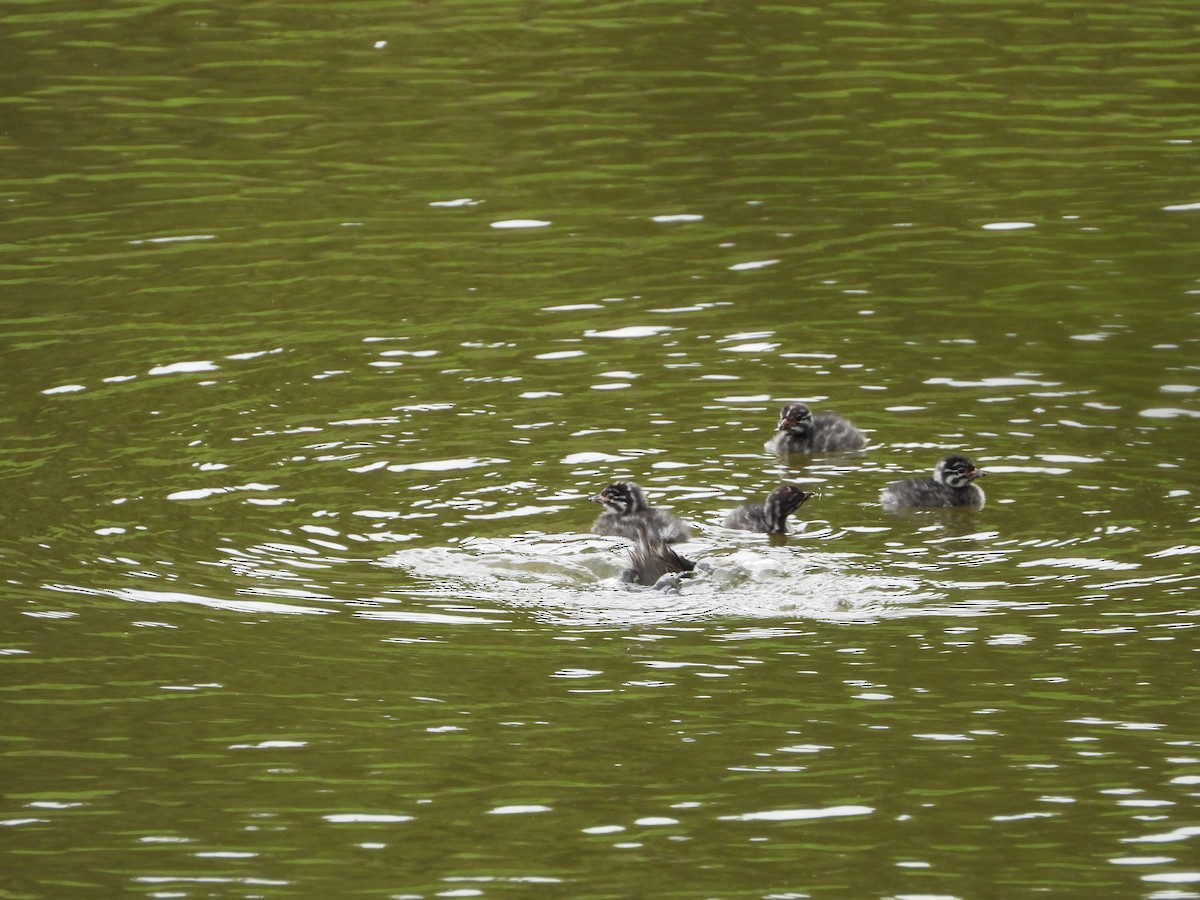 Least Grebe - ML647213514