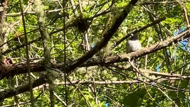 Dark-eyed Junco - ML647213519