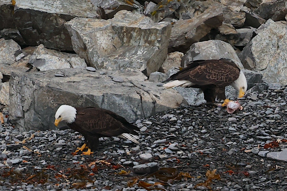 Pygargue à tête blanche - ML647213520