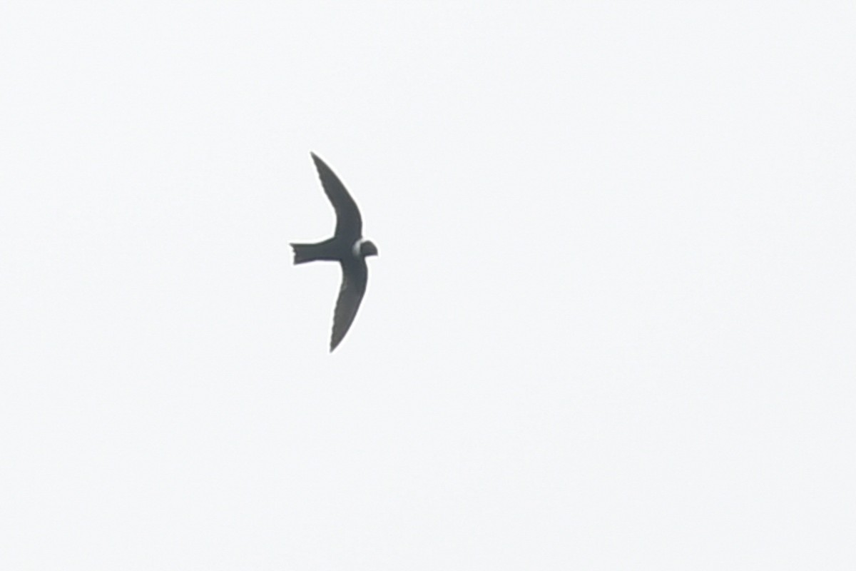 White-collared Swift - ML647213521