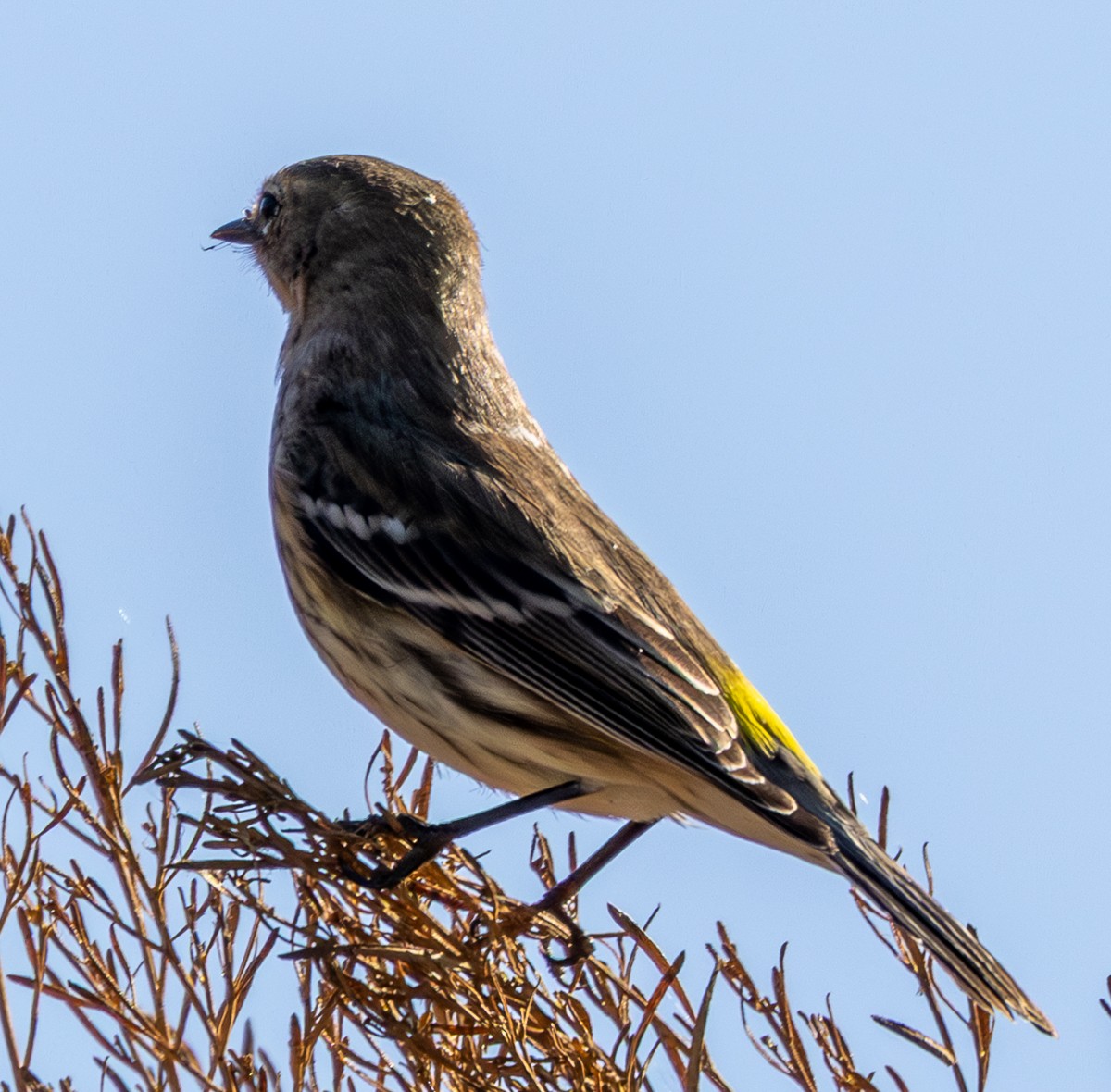 Yellow-rumped Warbler - ML647213523