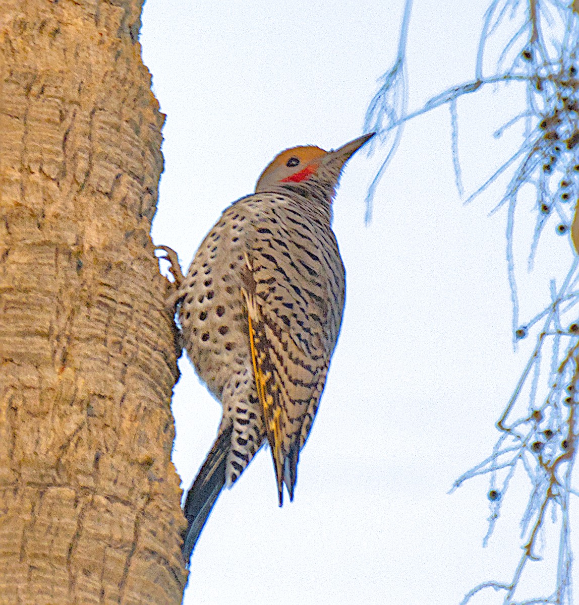 Northern Flicker - ML647213527