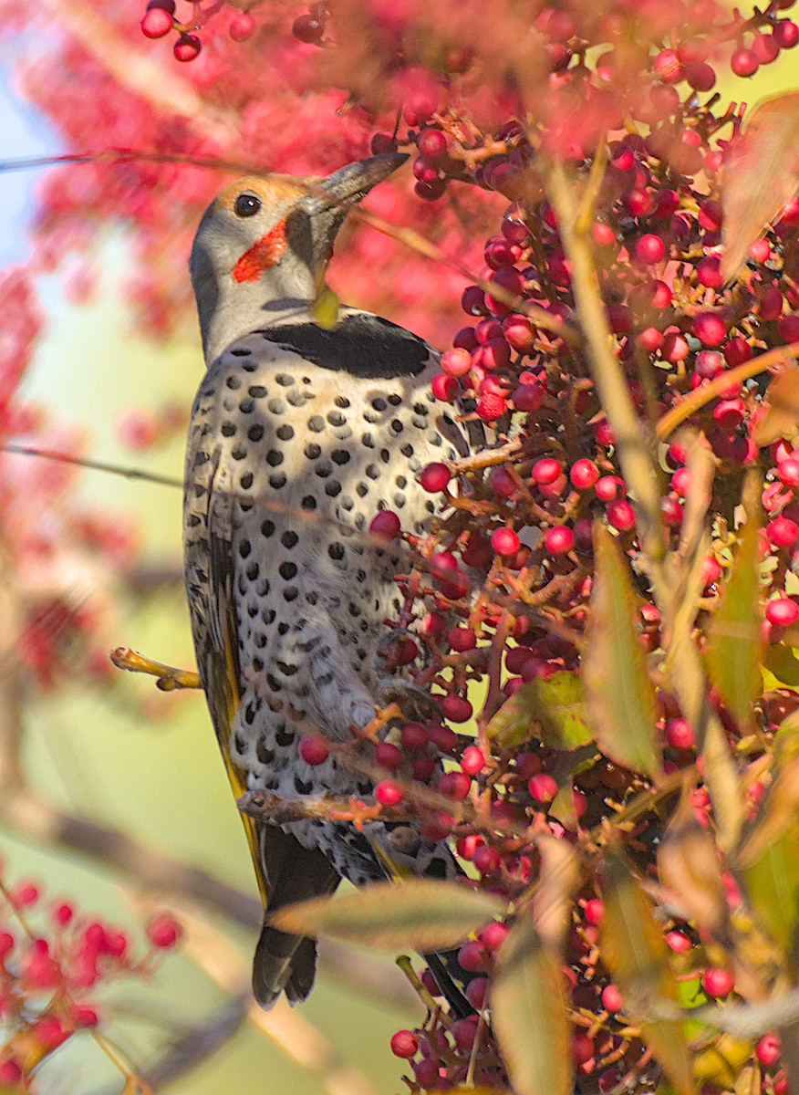 Northern Flicker - ML647213528