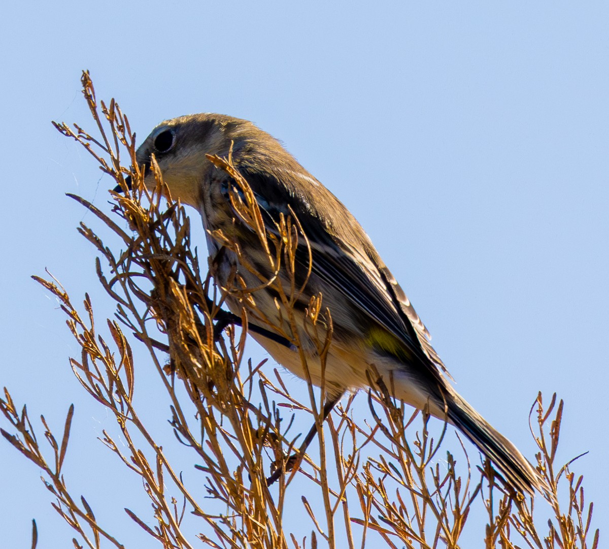 Yellow-rumped Warbler - ML647213529
