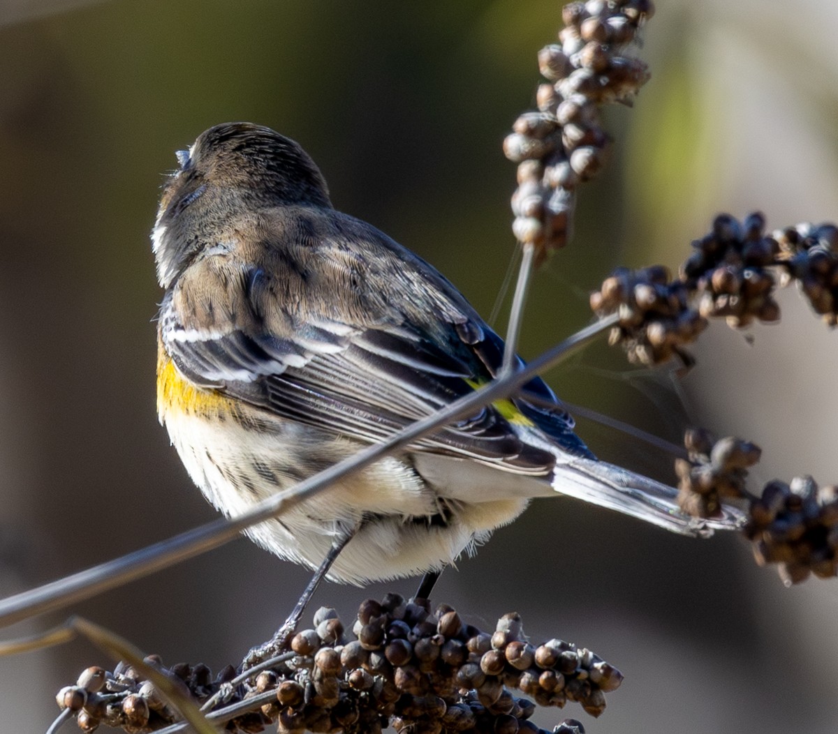 Yellow-rumped Warbler - ML647213531