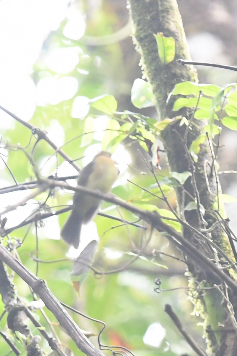 Sulphur-rumped Flycatcher - ML647213533