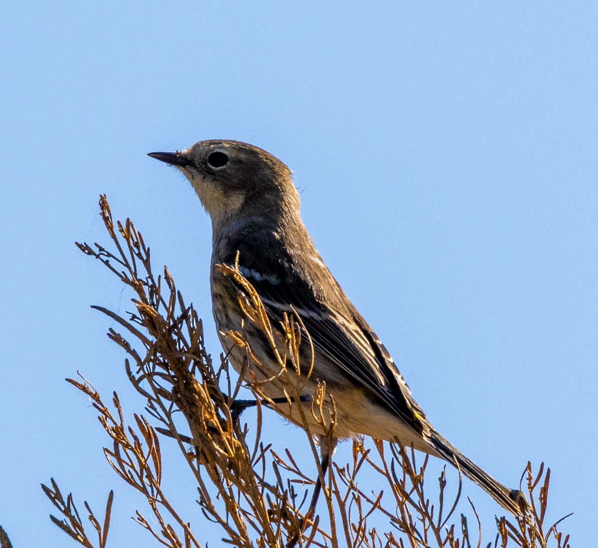 Yellow-rumped Warbler - ML647213543