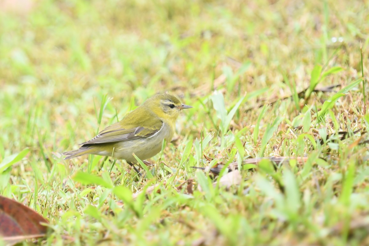 Червоїд світлобровий - ML647213550