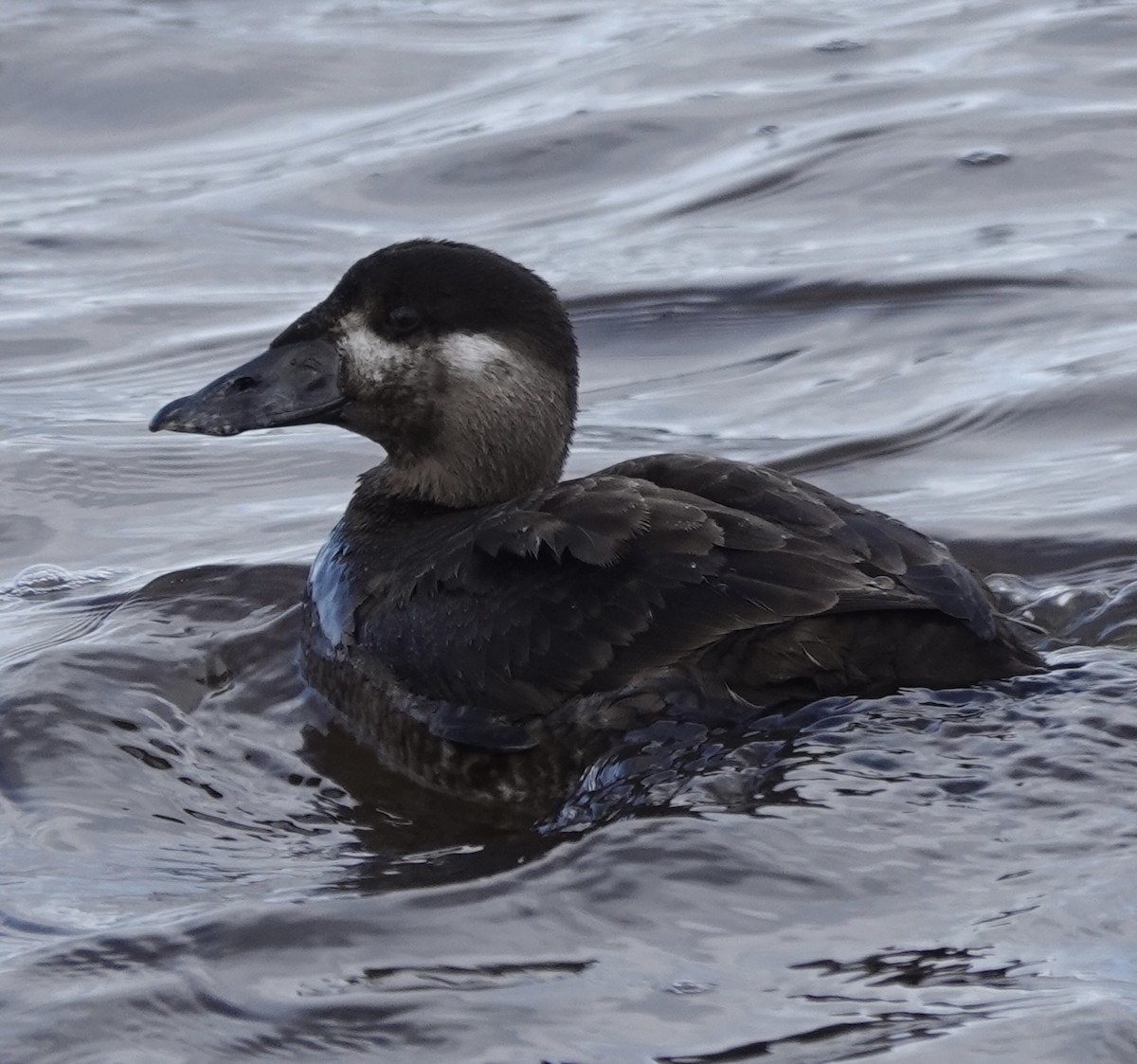 Surf Scoter - ML647213594