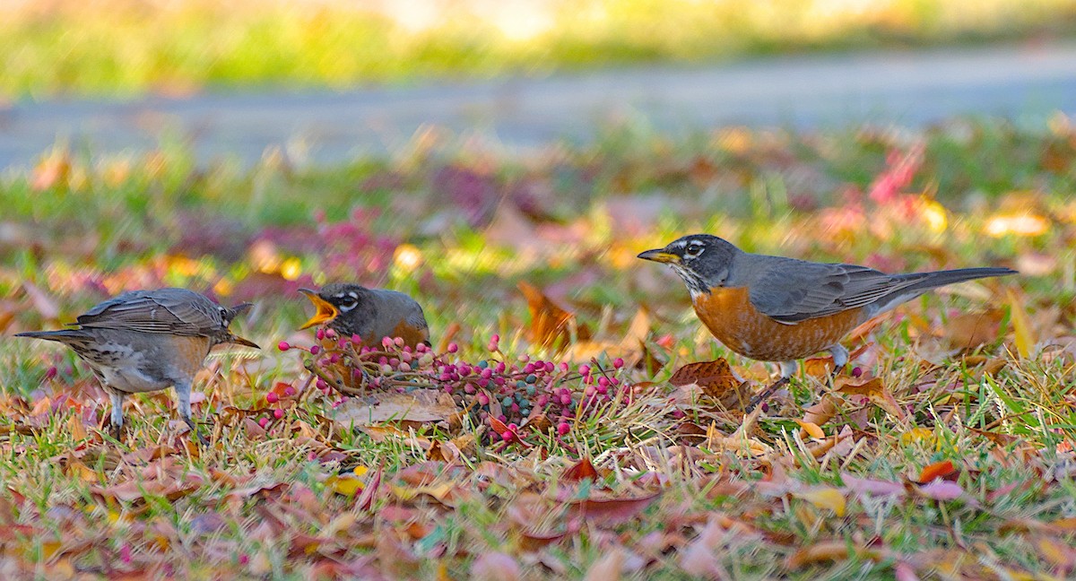 American Robin - ML647213595