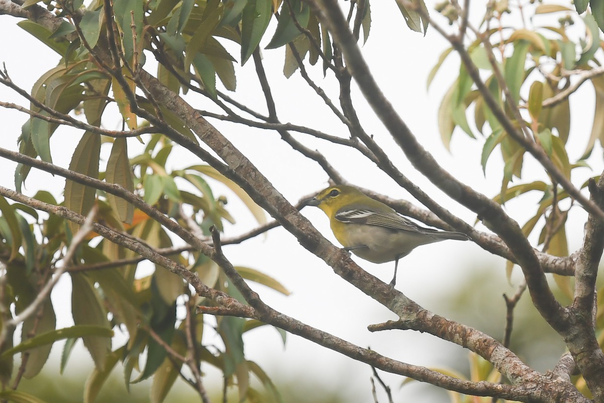 Yellow-throated Vireo - ML647213598