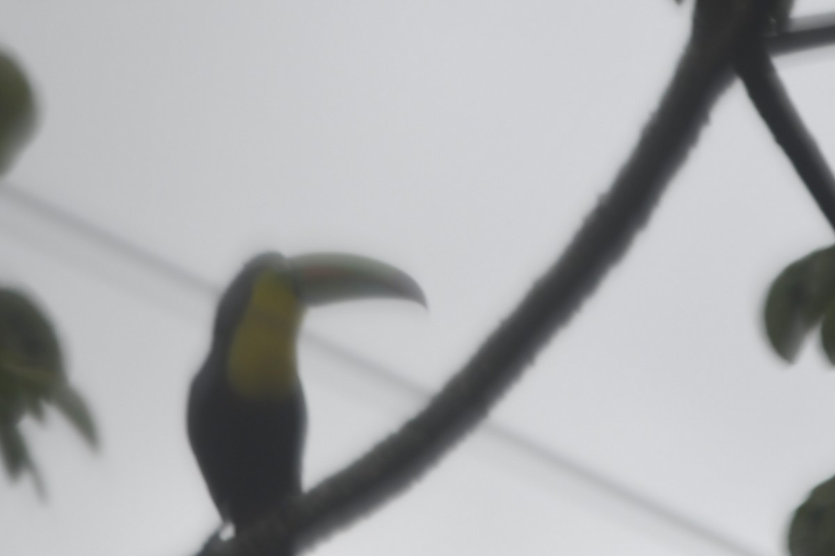 Fischertukan - ML647213602