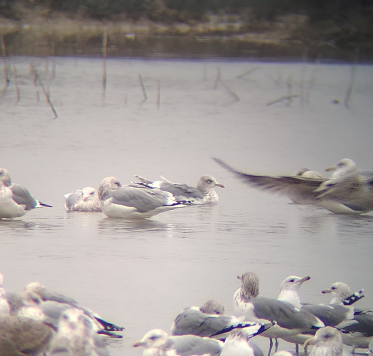 アイスランドカモメ（亜種 カナダカモメ） - ML647213610