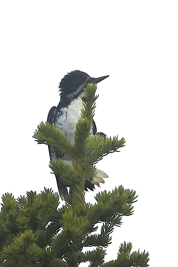 svartryggspett - ML647213613