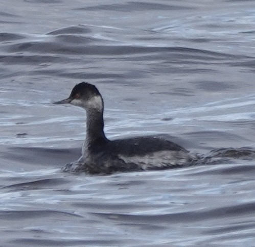 Eared Grebe - ML647213623