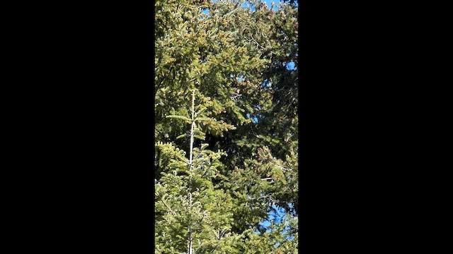 Purple Finch - ML647213624