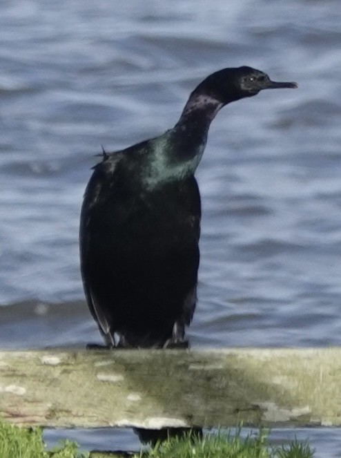 Pelagic Cormorant - ML647213636