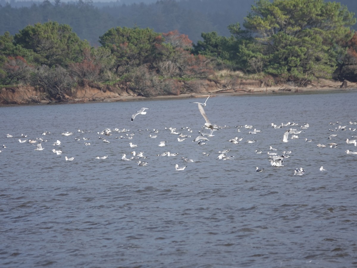 Western Gull - ML647213643