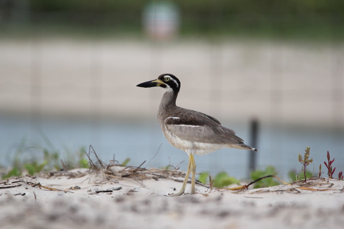 Beach Thick-knee - ML647213654