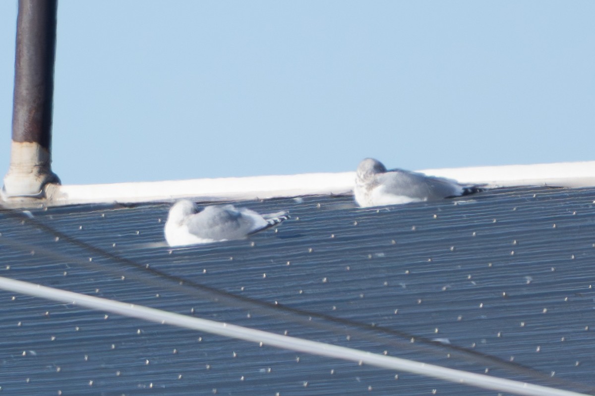 アイスランドカモメ - ML647213659