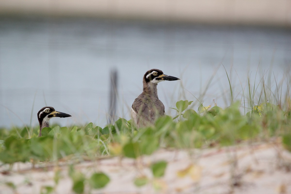 Beach Thick-knee - ML647213668