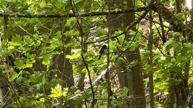 Spotted Towhee - ML647213687