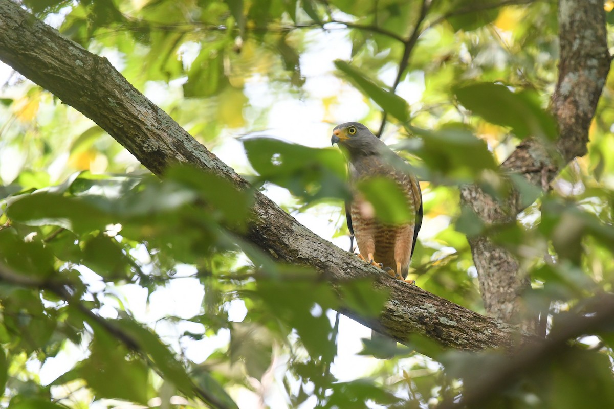 Roadside Hawk - ML647213689