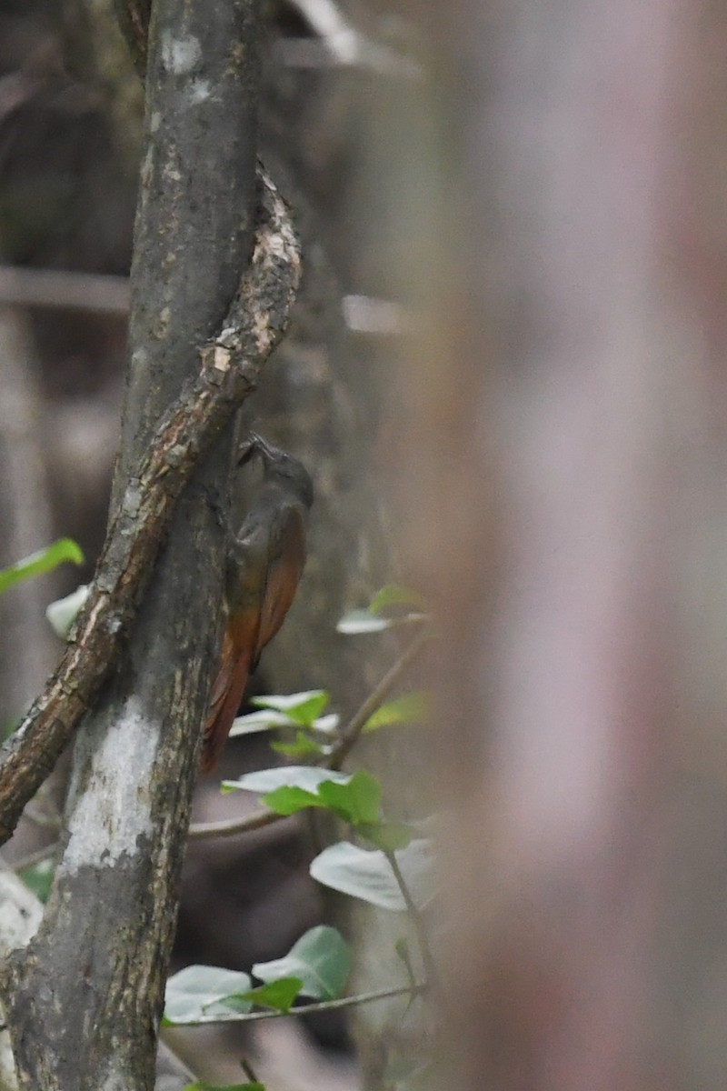 Olivaceous Woodcreeper - ML647213695