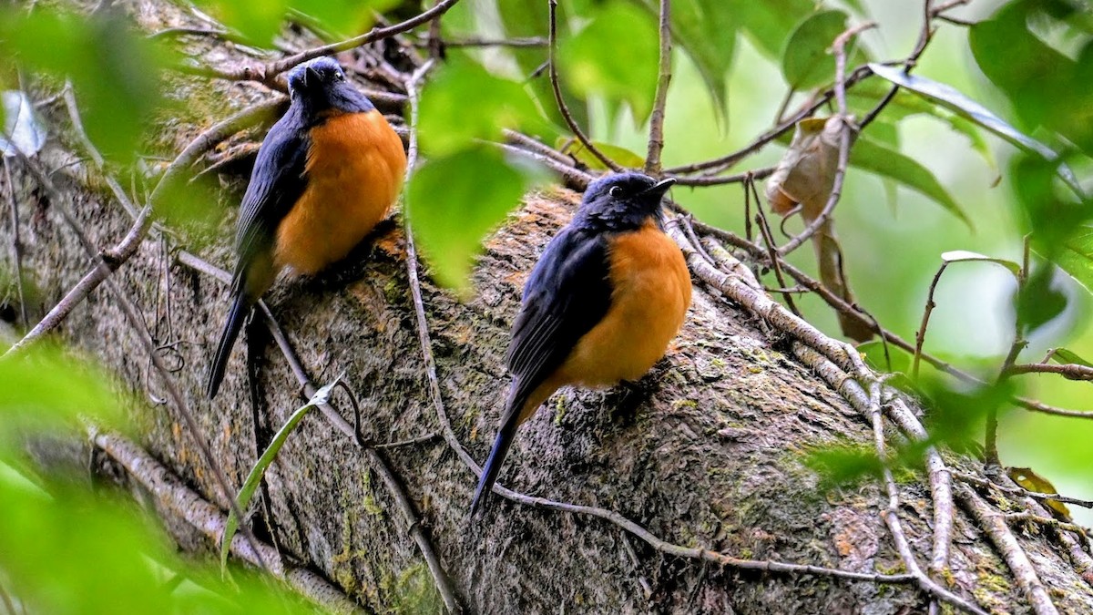 Taiwan Vivid Niltava - ML647213699