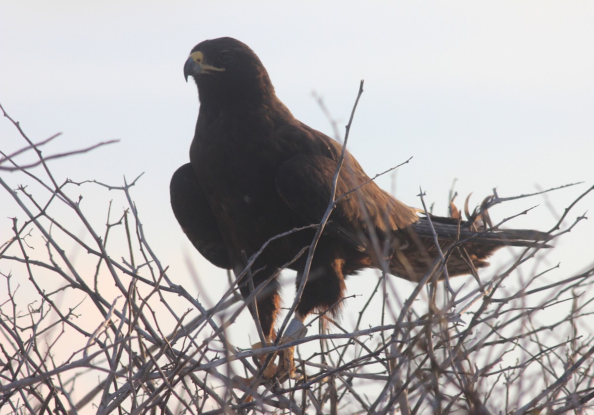 Galapagos Hawk - ML64721371