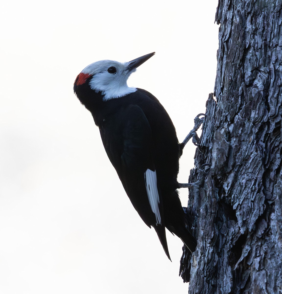Pico Cabeciblanco - ML647213712