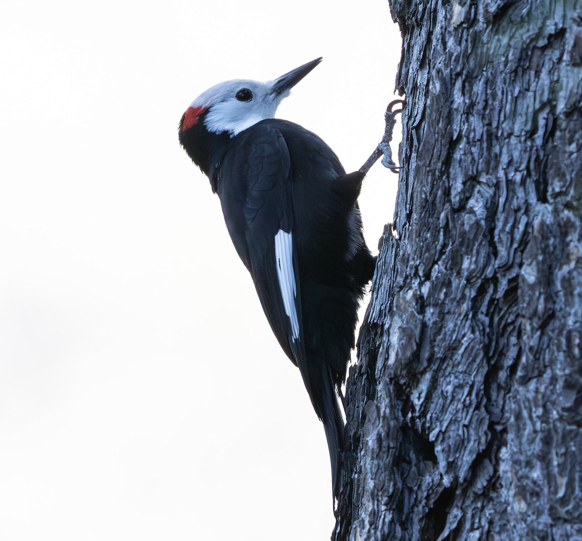 Pico Cabeciblanco - ML647213713