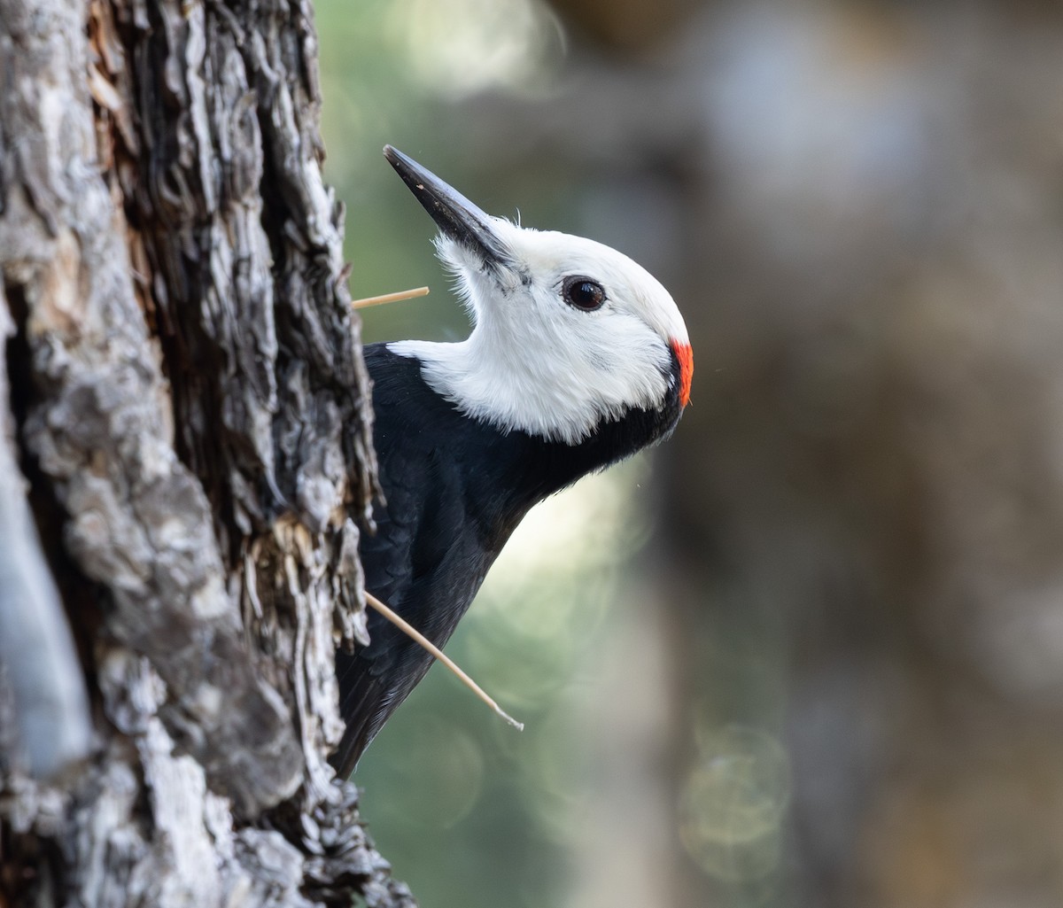 Pico Cabeciblanco - ML647213714