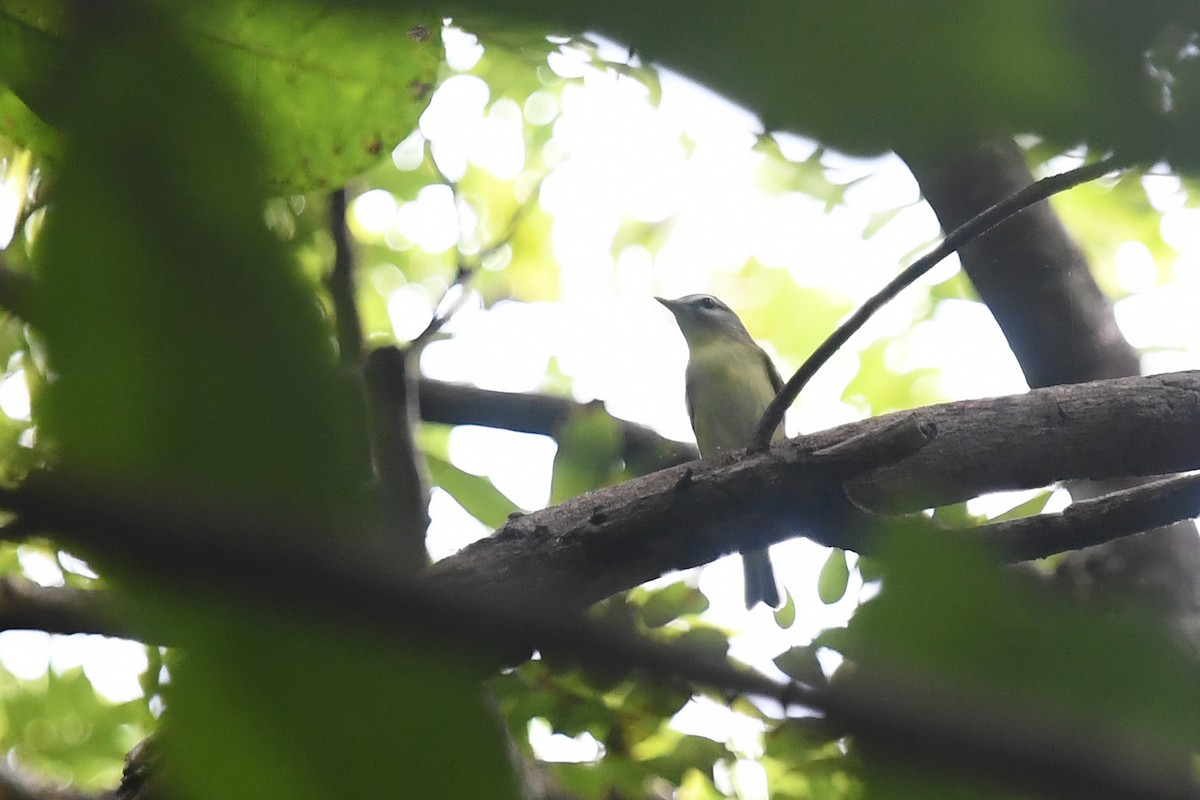 Bireo filadelfiarra - ML647213717