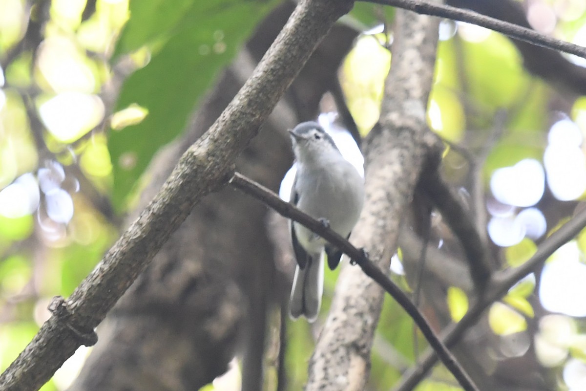 White-browed Gnatcatcher - ML647213719