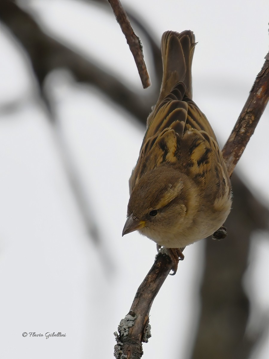 דרור הבית - ML647213720