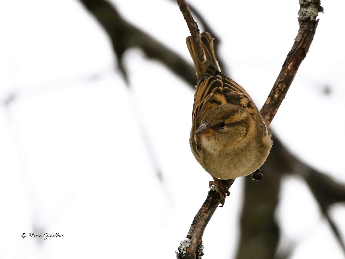 דרור הבית - ML647213721