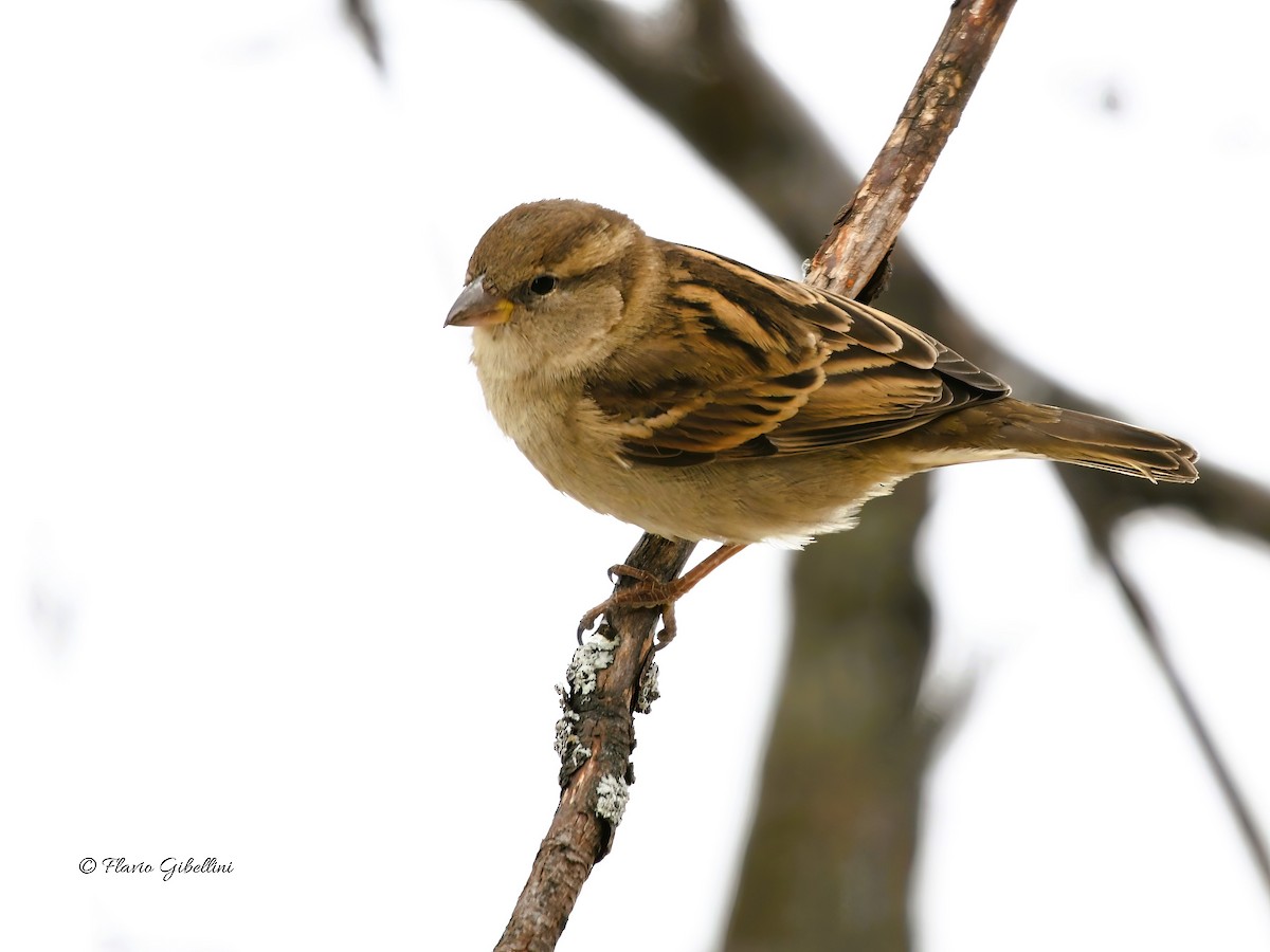 דרור הבית - ML647213722
