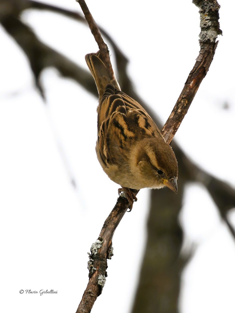 דרור הבית - ML647213723