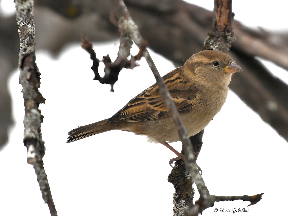 דרור הבית - ML647213725