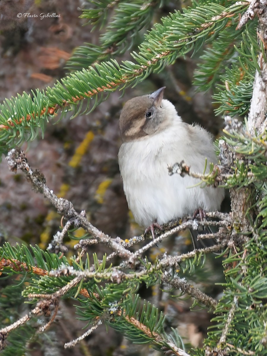דרור הבית - ML647213726