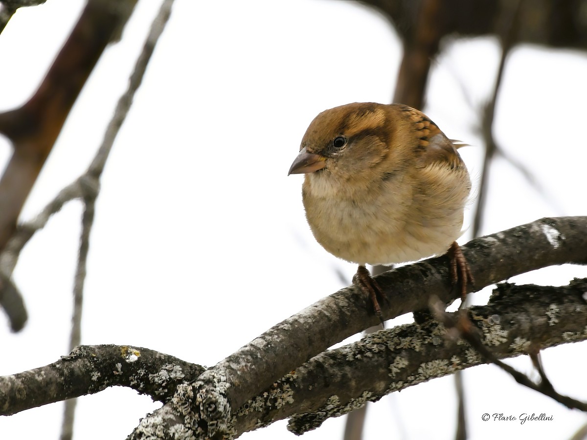 דרור הבית - ML647213728